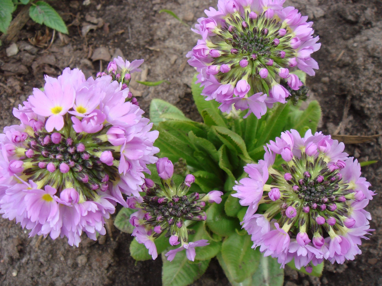 DSC00272