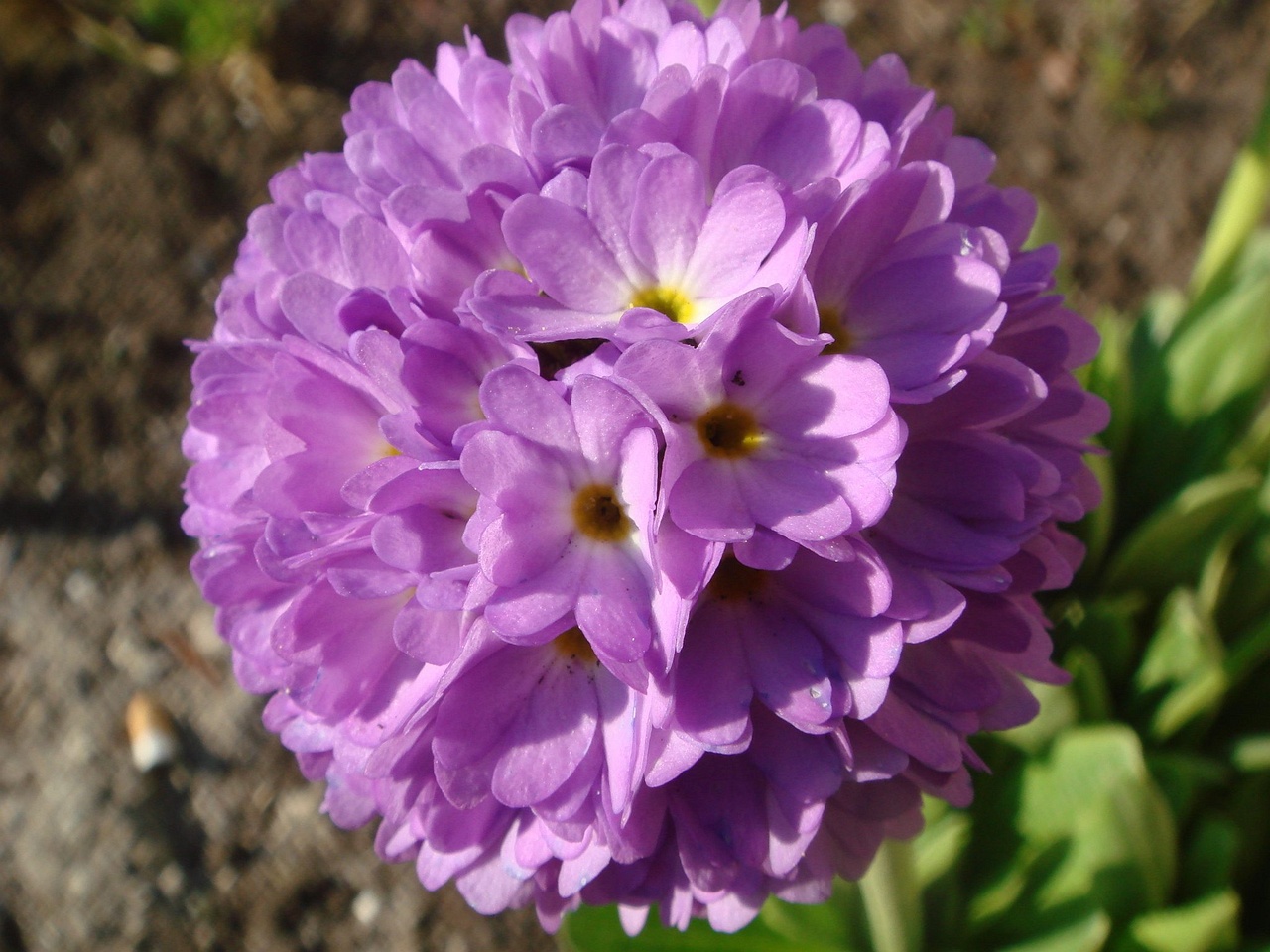 DSC02900