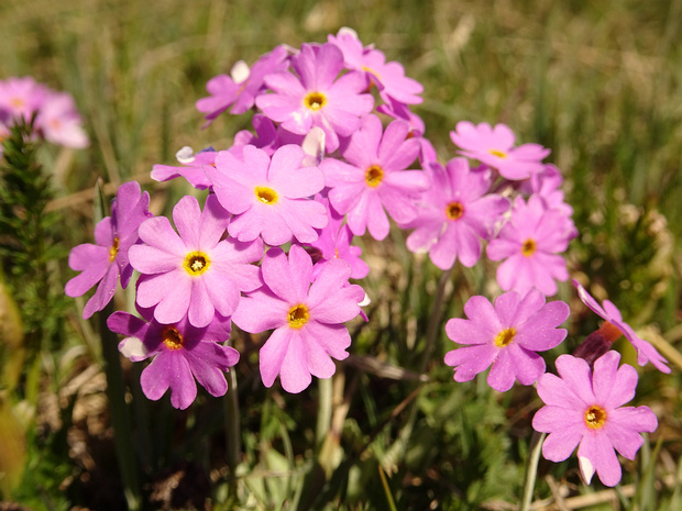 Первоцвет мучнистый - Primula farinosa