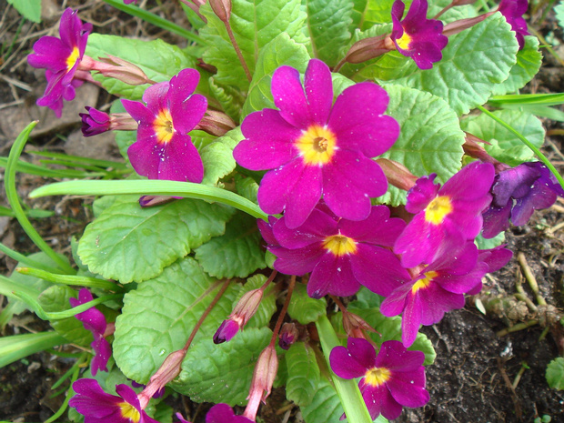 Первоцвет мягковатый - Primula malacoides