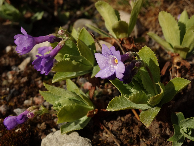 Первоцвет окаймлённый - Primula marginata