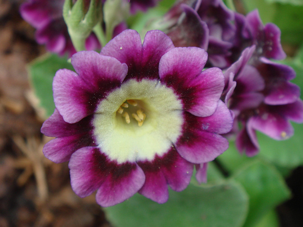 Первоцвет ушковый - Primula auricula