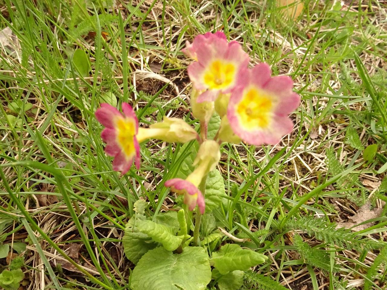 DSC06032