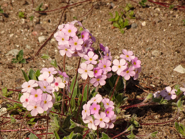 Проломник первоцветный - Androsace primuloides