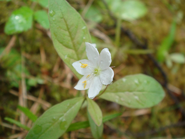 Седмичник европейский - Trientalis europaea