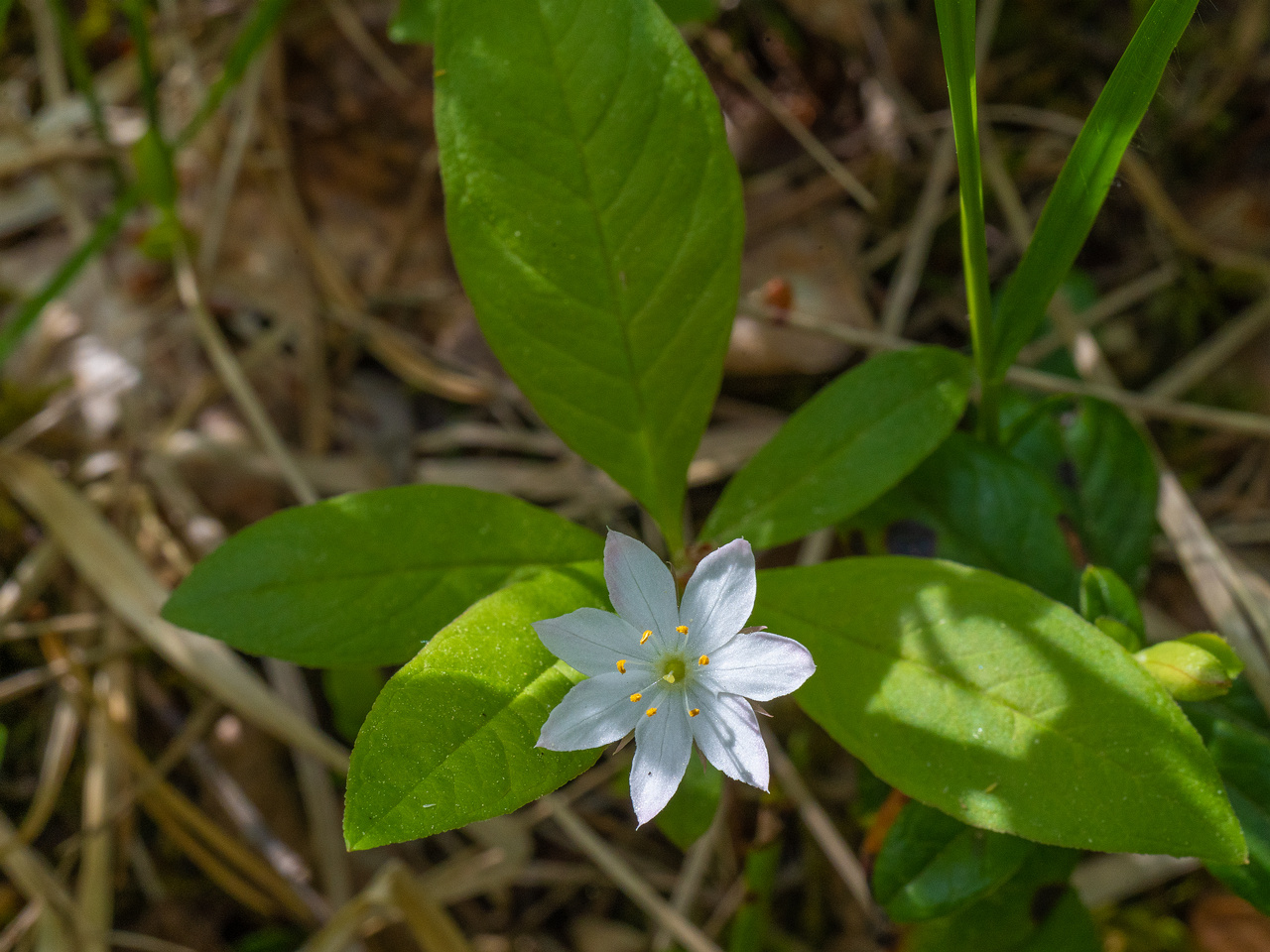 _laesna_laeaene_viru-303558