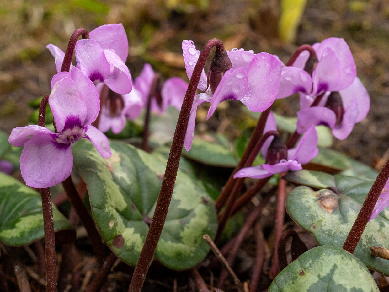 Цикламен кавказкий - Cyclamen coum