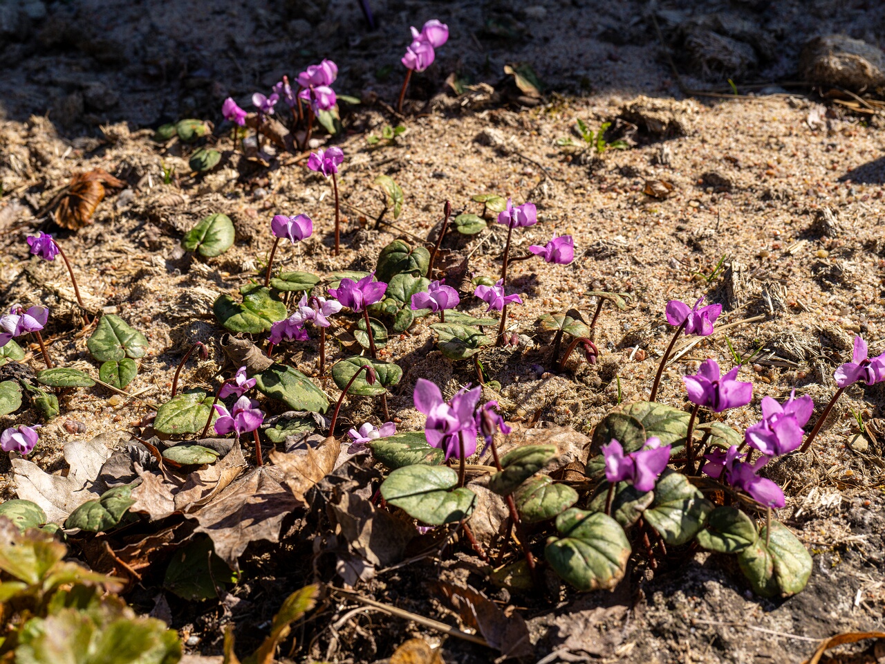 Cyclamen coum _2026-04-18_1-18