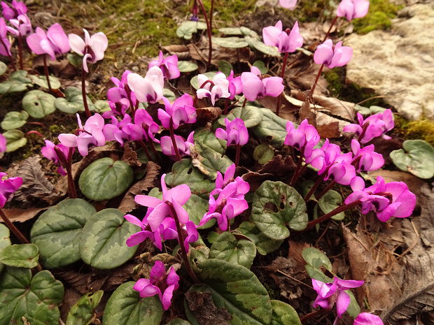 Цикламен косский - Cyclamen coum