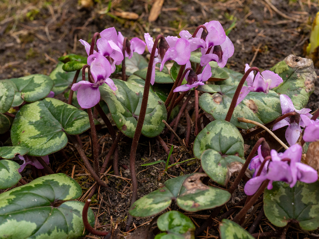 tallinn-botanical-garden-71