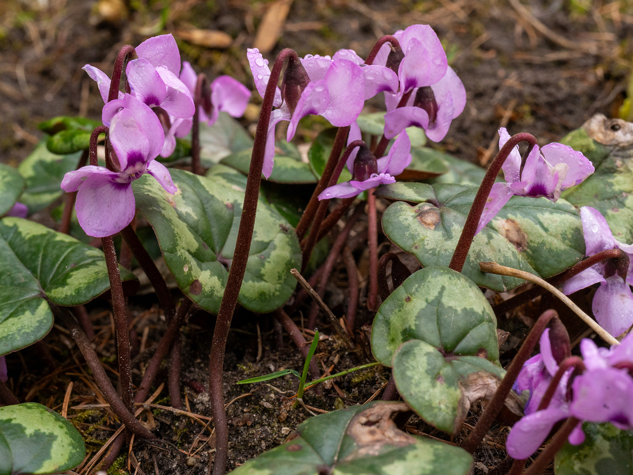 tallinn-botanical-garden-72