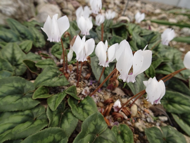 Цикламен плющелистный белая форма - Cyclamen hederifolium f. alba