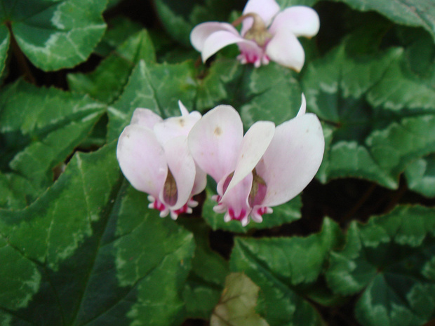 Цикламен плющелистный - Cyclamen hederifolium
