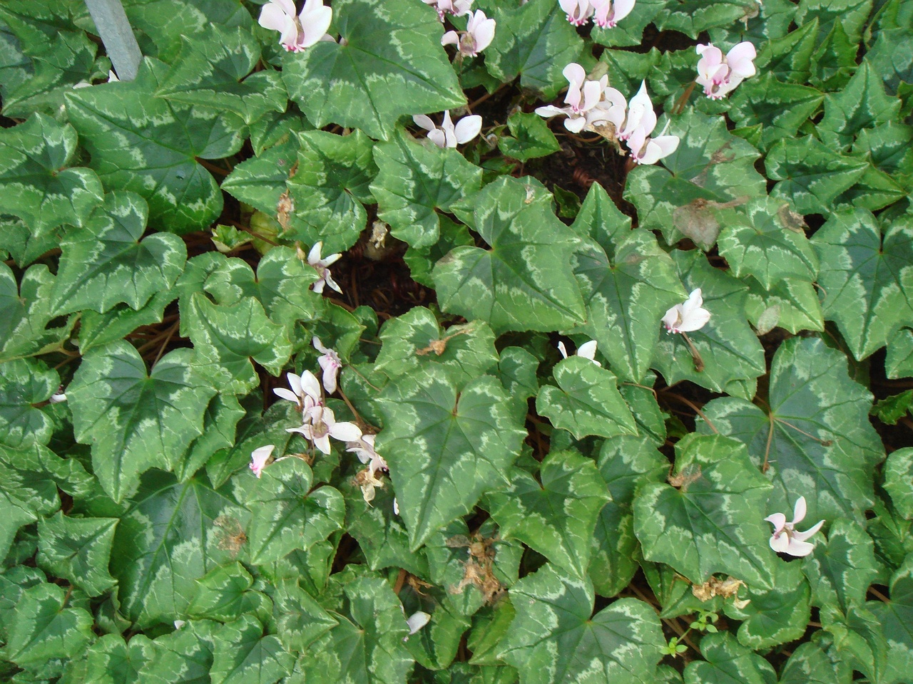 DSC00065