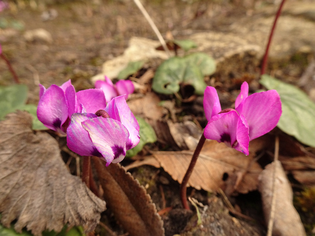 Цикламен пурпурный - Cyclamen purpurascens