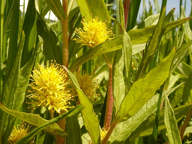Вербейник кистецветный - Lysimachia thyrsiflora