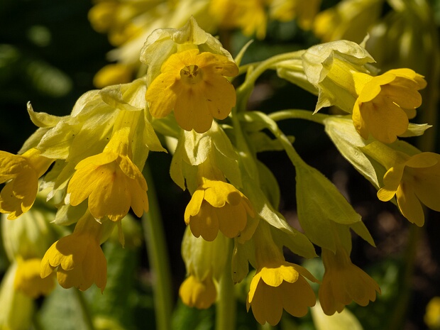 Первоцвет весенний подвид. крупночашечный - Primula veris subsp. macrocalyx