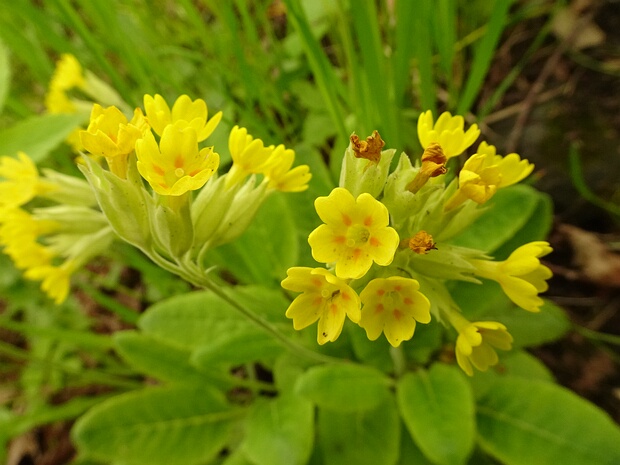 Первоцвет весенний - Primula veris