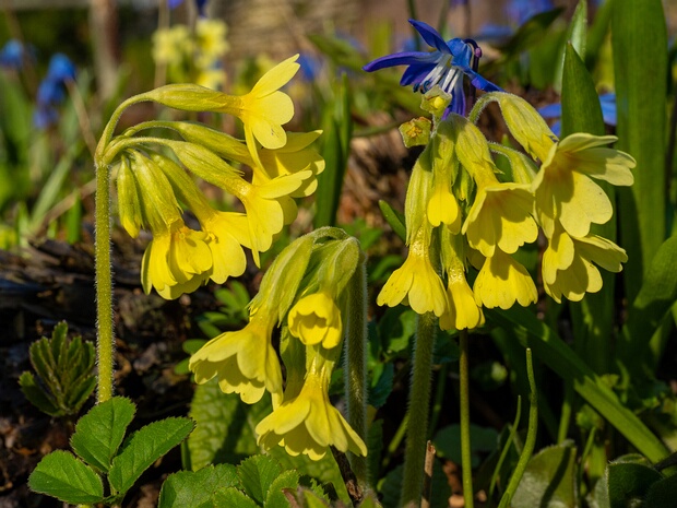 Первоцвет высокий - Primula elatior