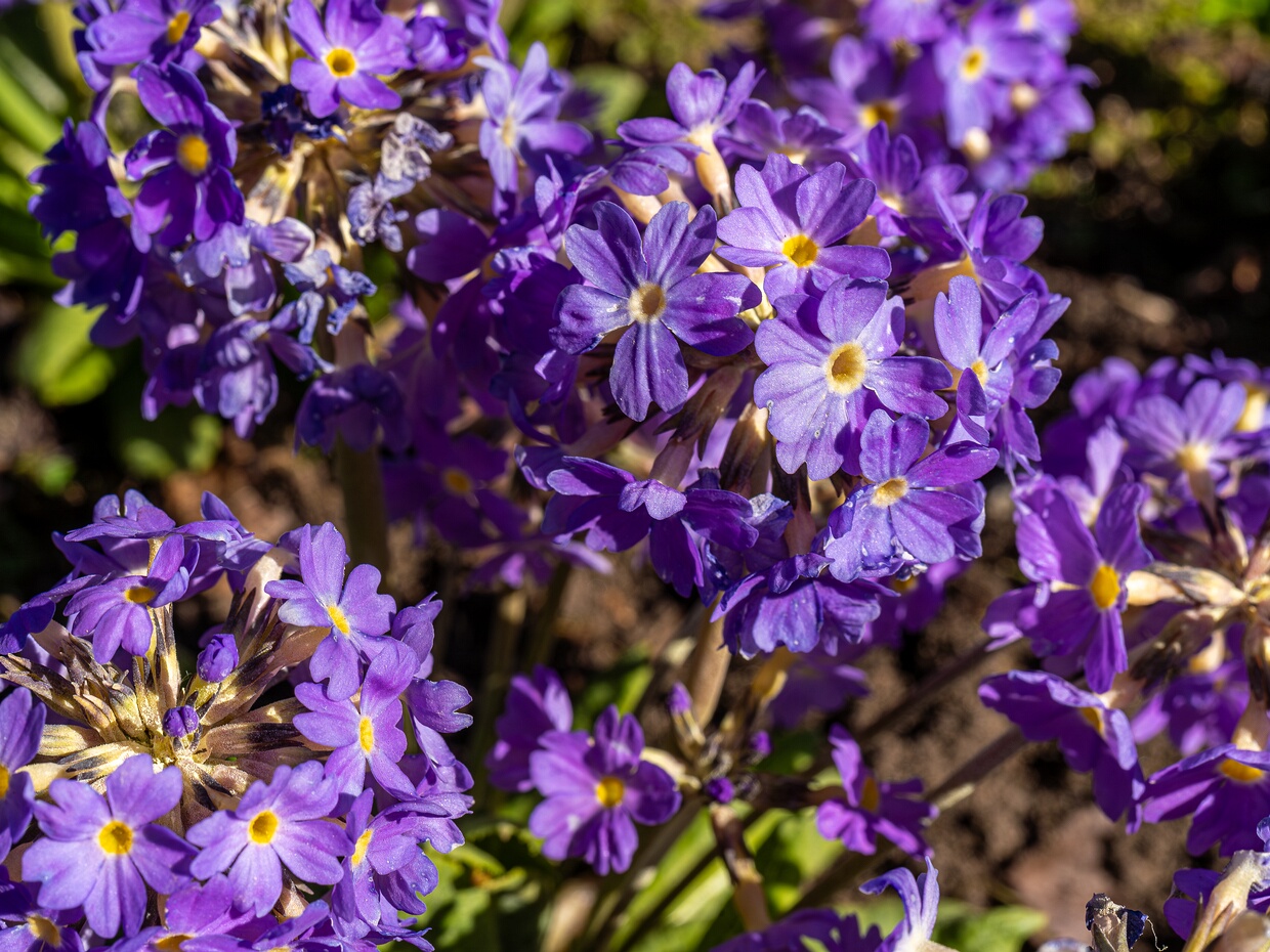 Первоцвет мелкозубчатый - Primula denticulata