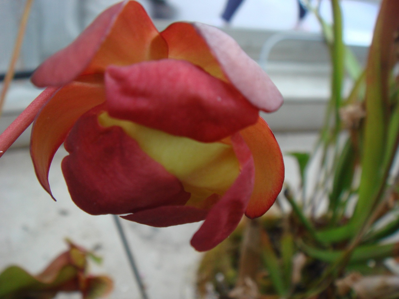 DSC09687