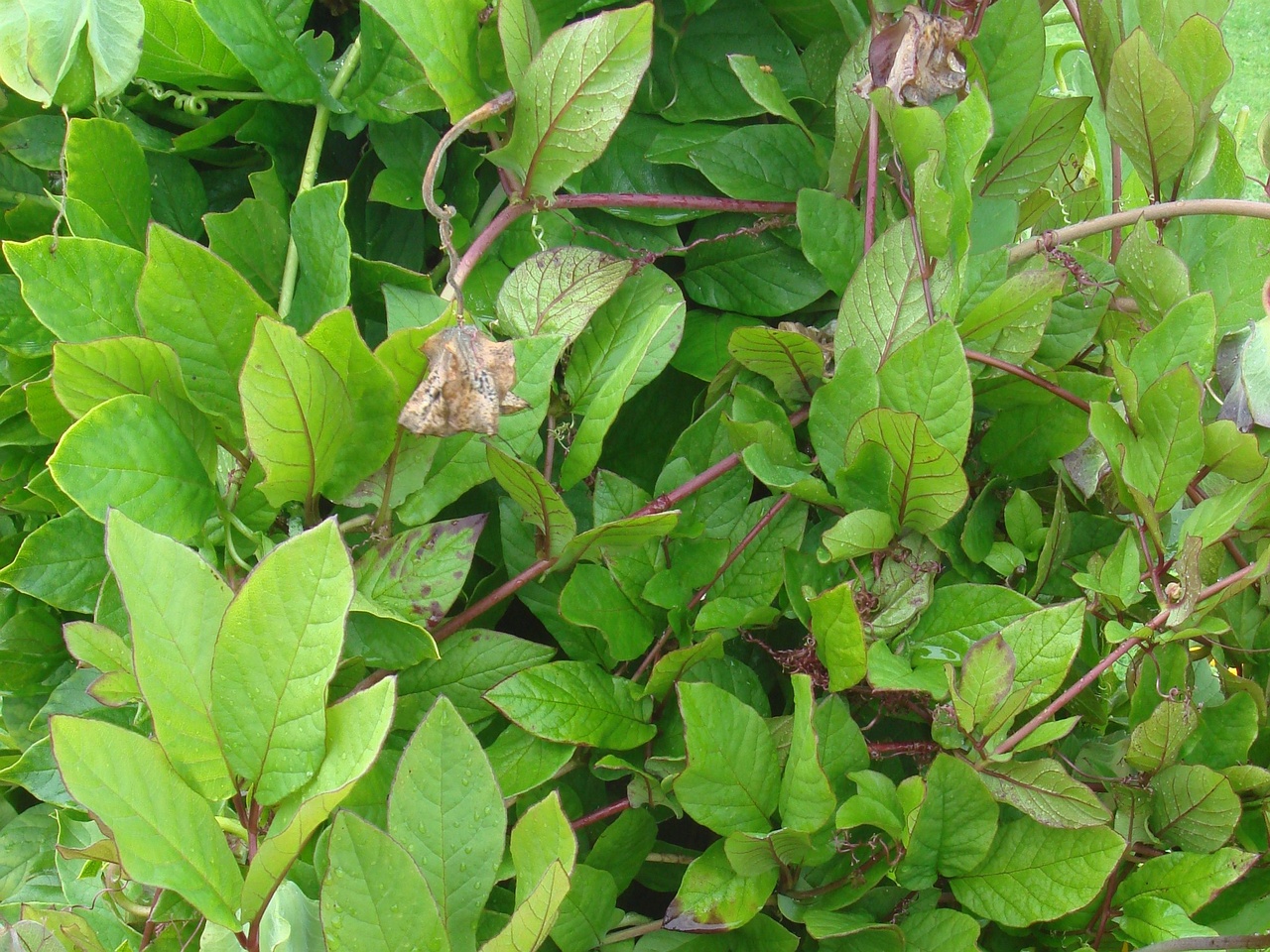 DSC09909