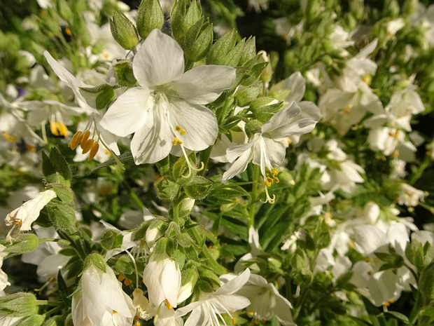 Синюха голубая белая форма - Polemonium caeruleum f. alba