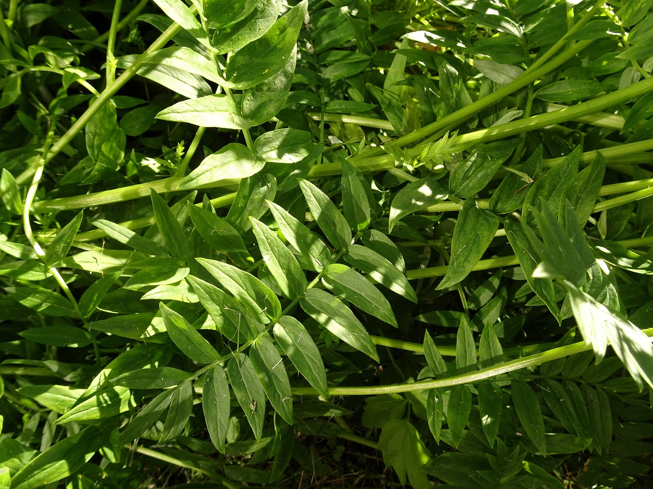 DSC08927