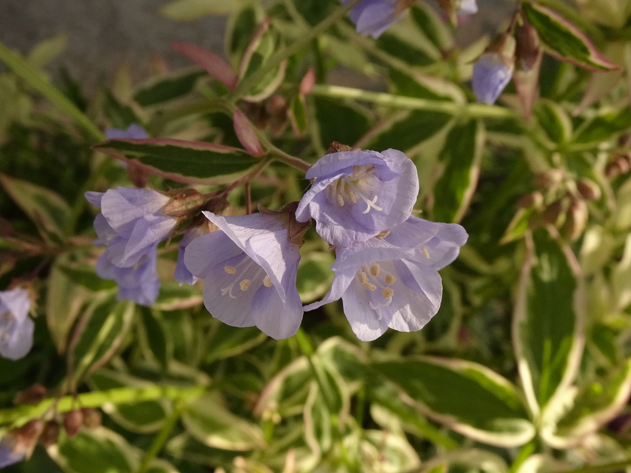 DSC03417