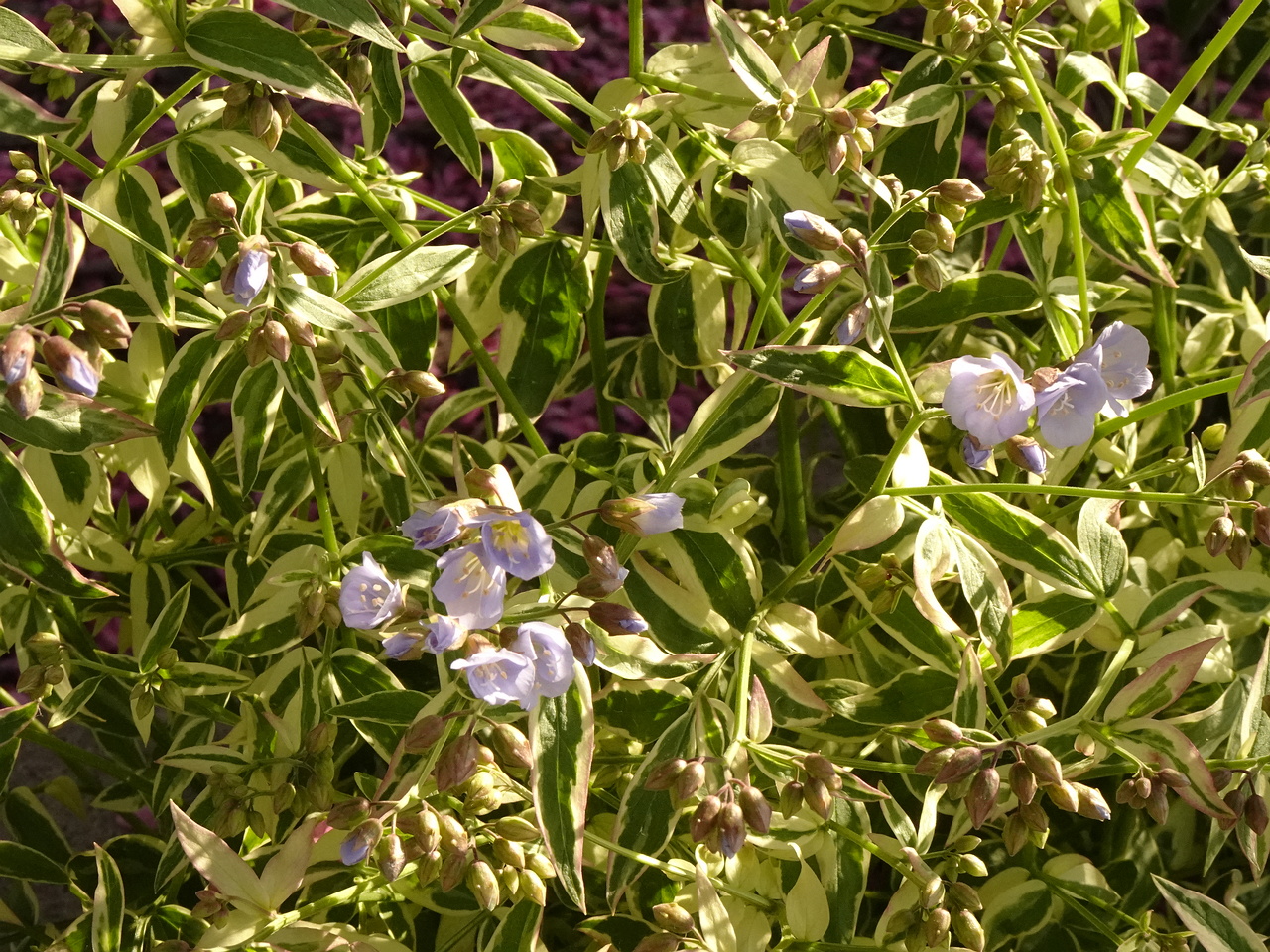 DSC03424