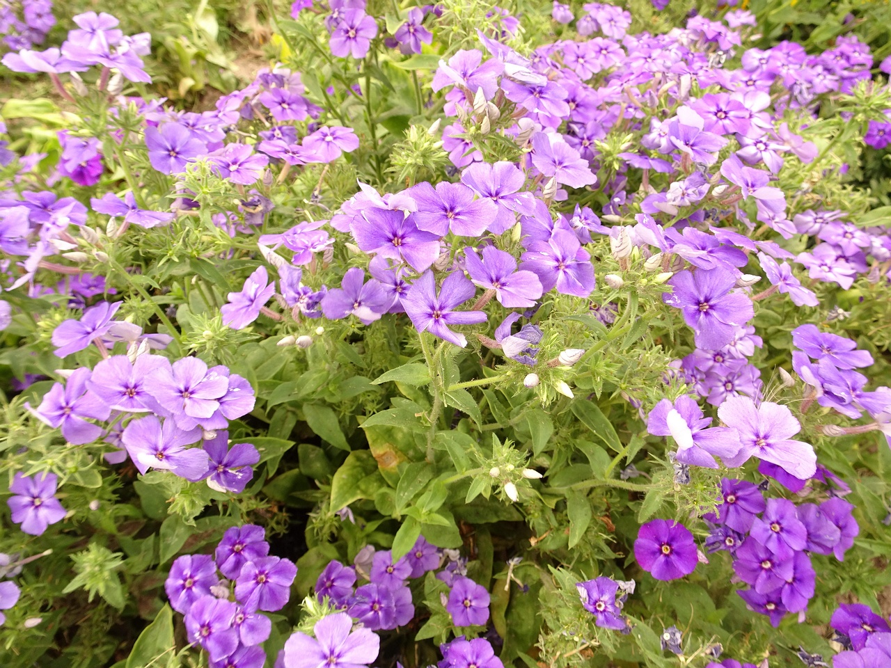 DSC04650