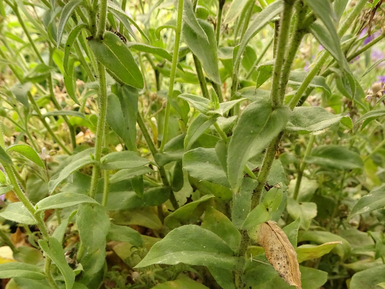 DSC04852