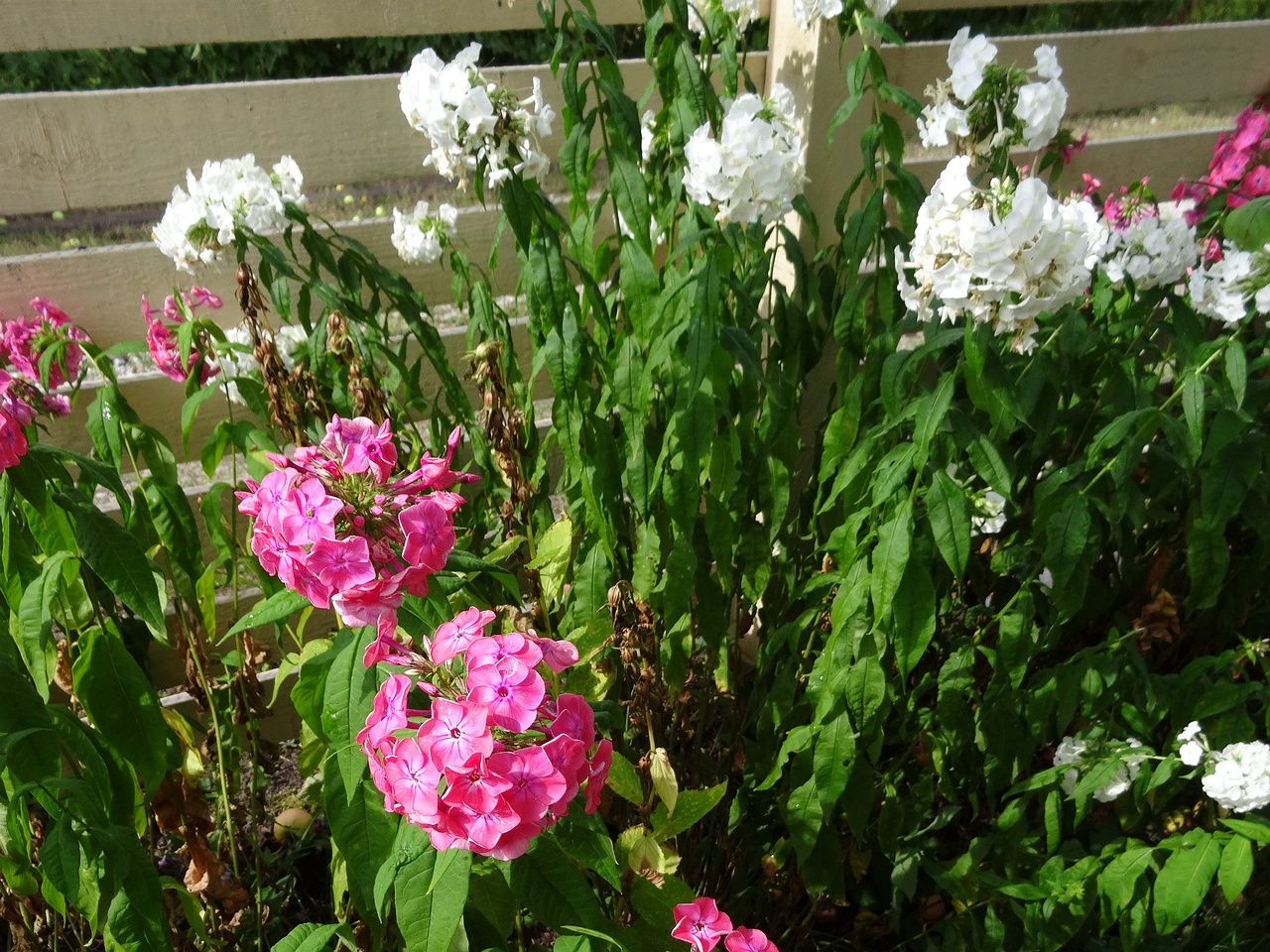 DSC00075