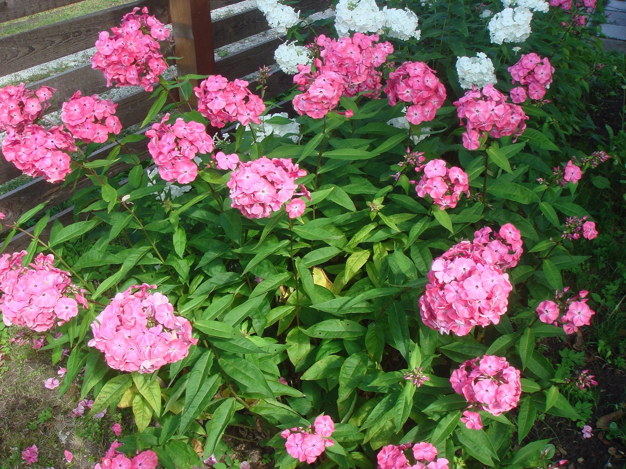 DSC03537