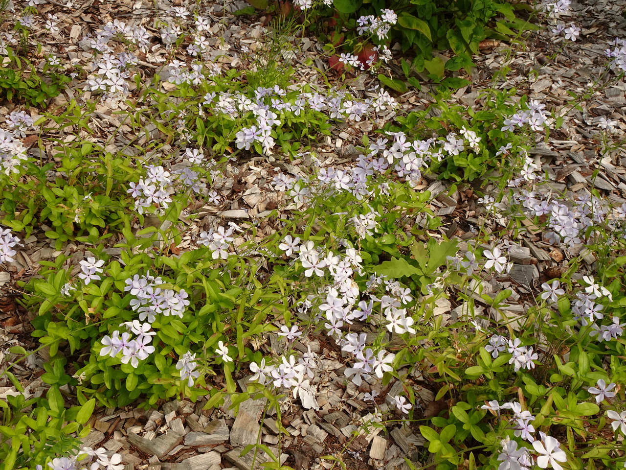 DSC04260