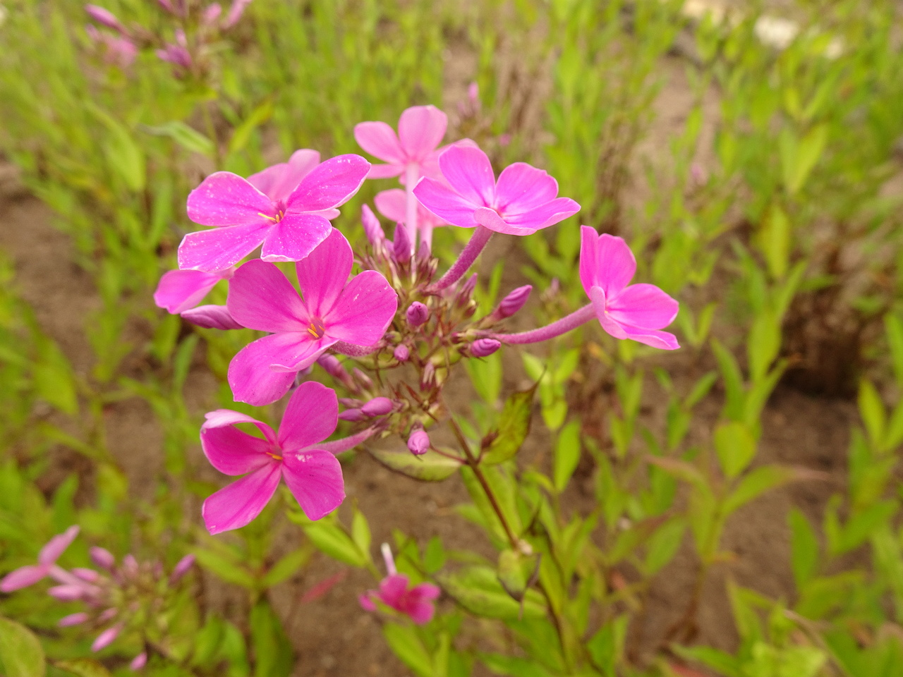 DSC05091