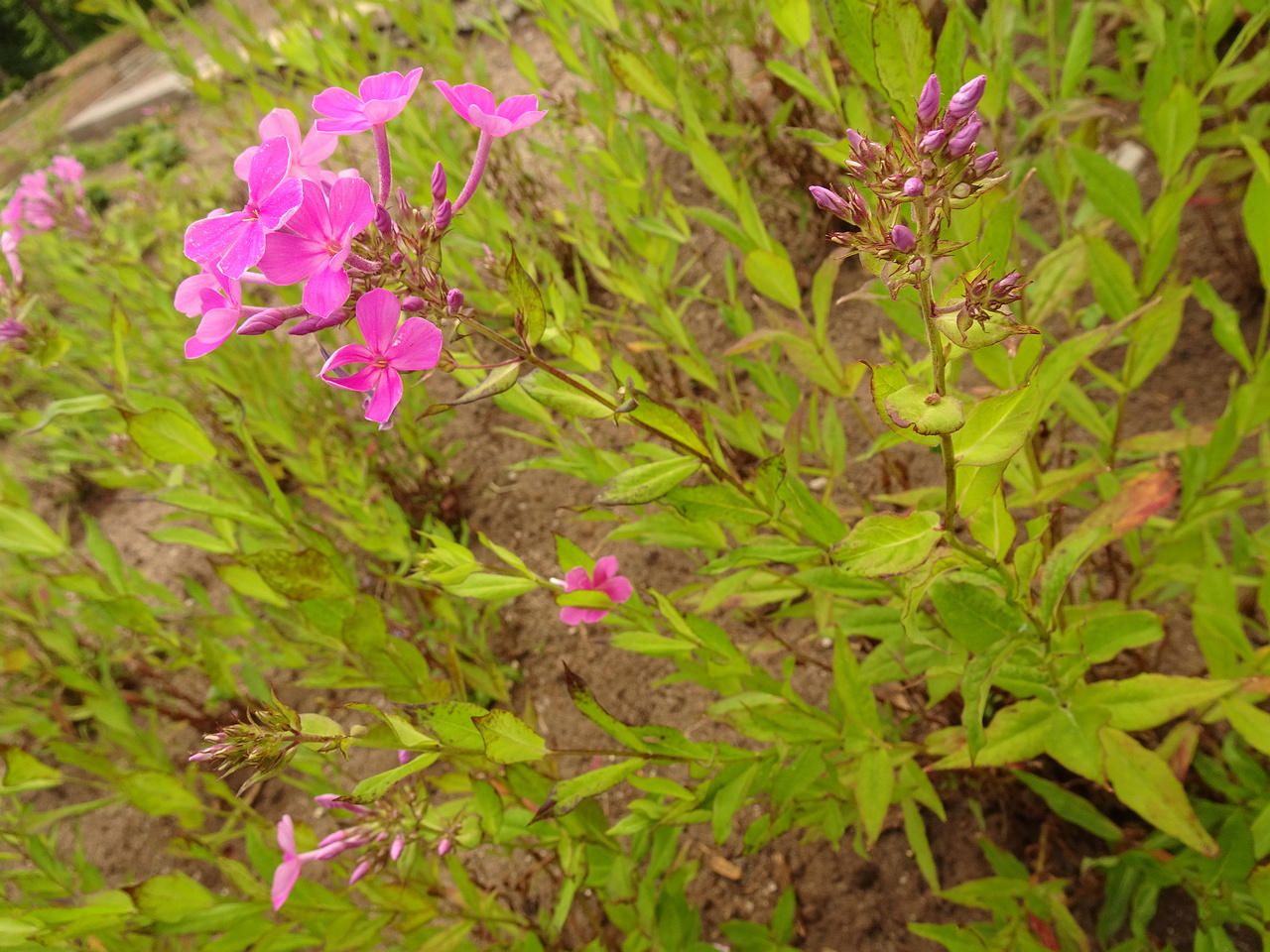 DSC05096