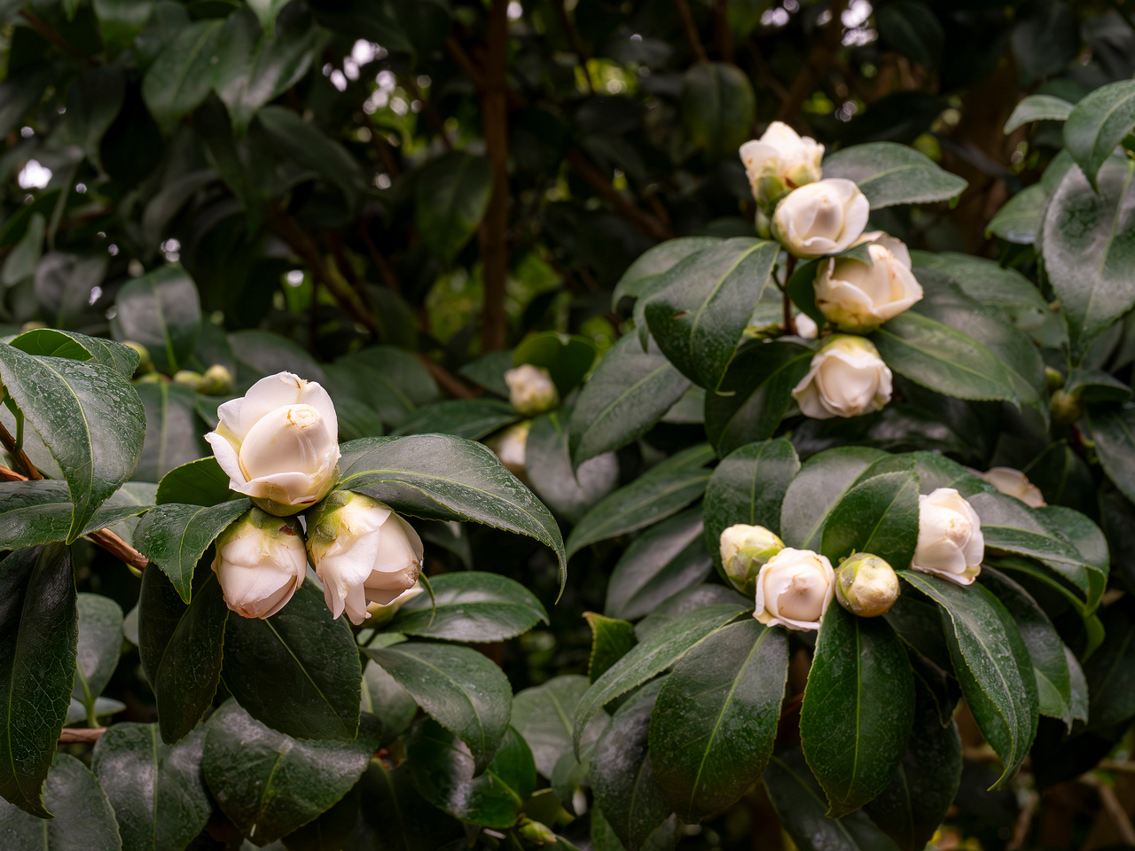 сamellia-sinensis-1