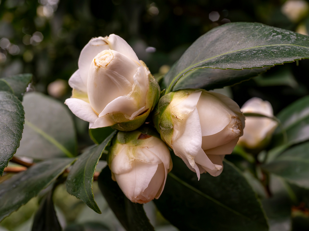 сamellia-sinensis-3