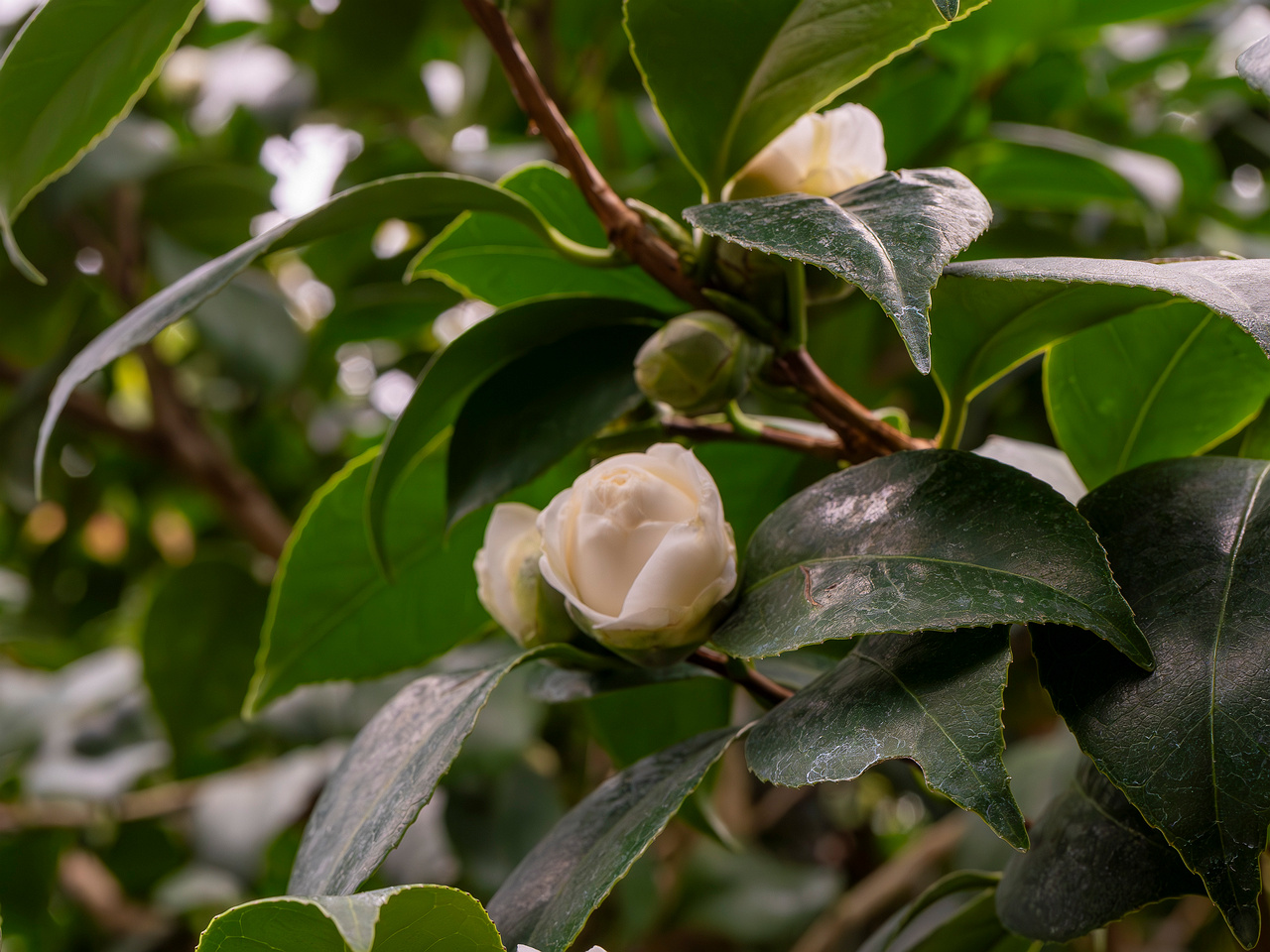 сamellia-sinensis-4
