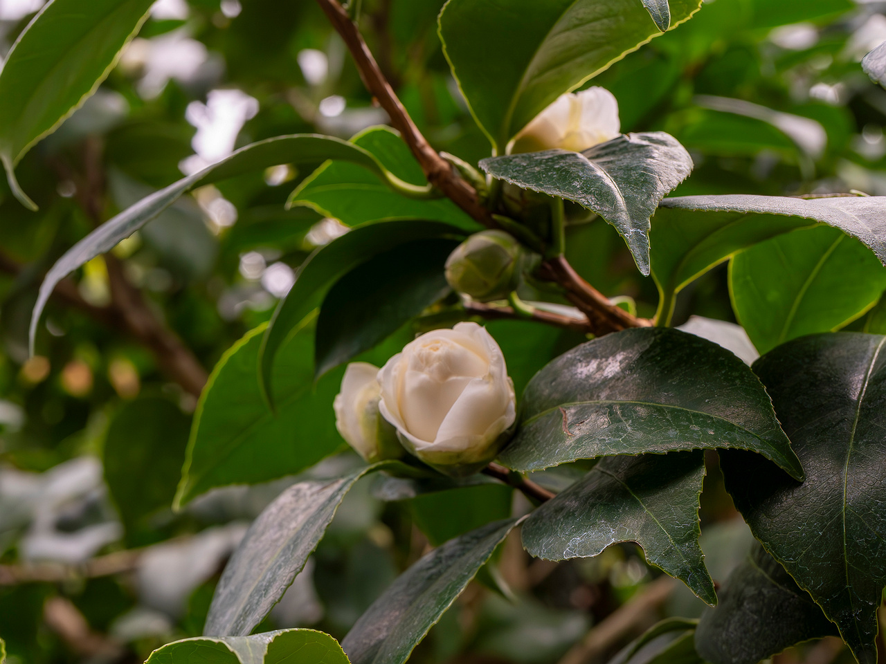 сamellia-sinensis-5