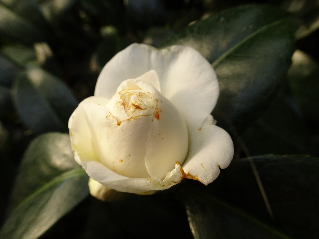 00DSC06879