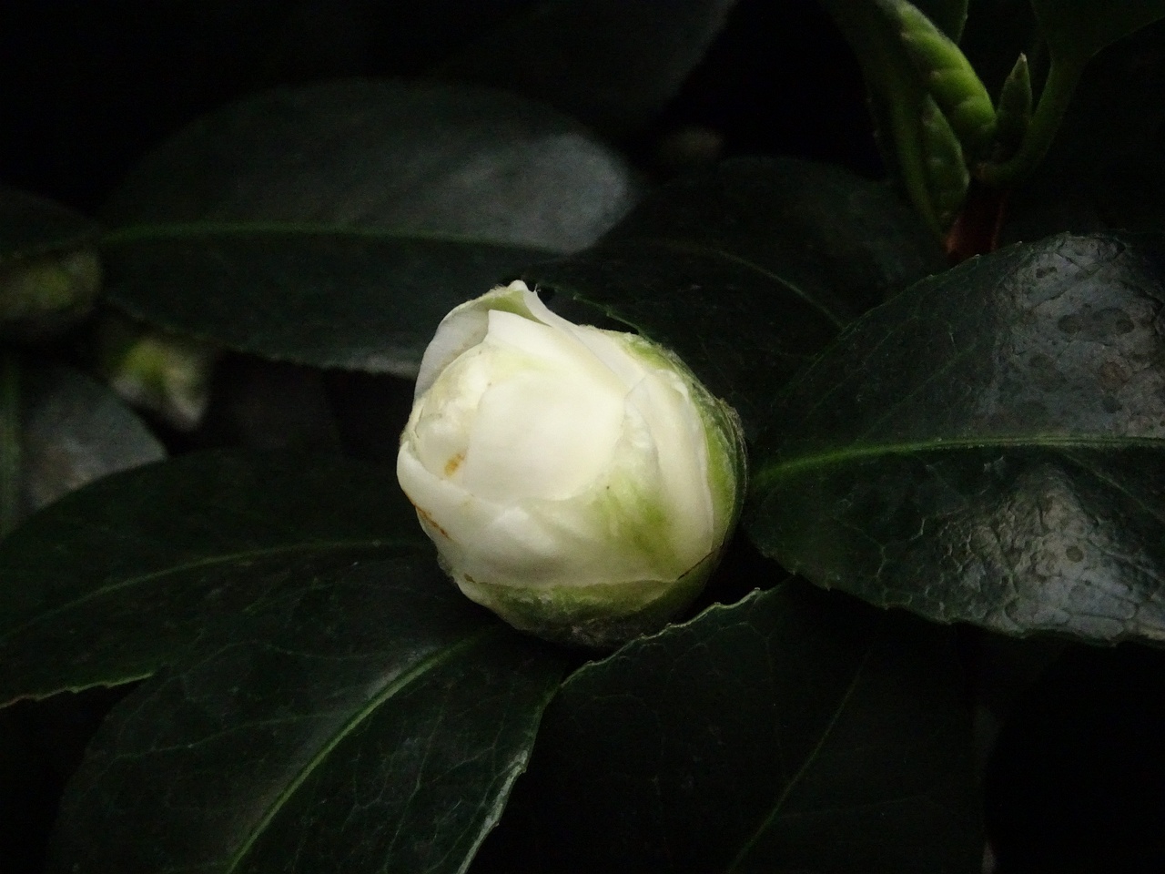 DSC04588