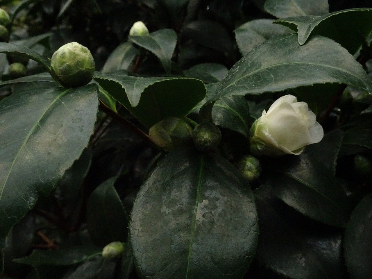 DSC04589
