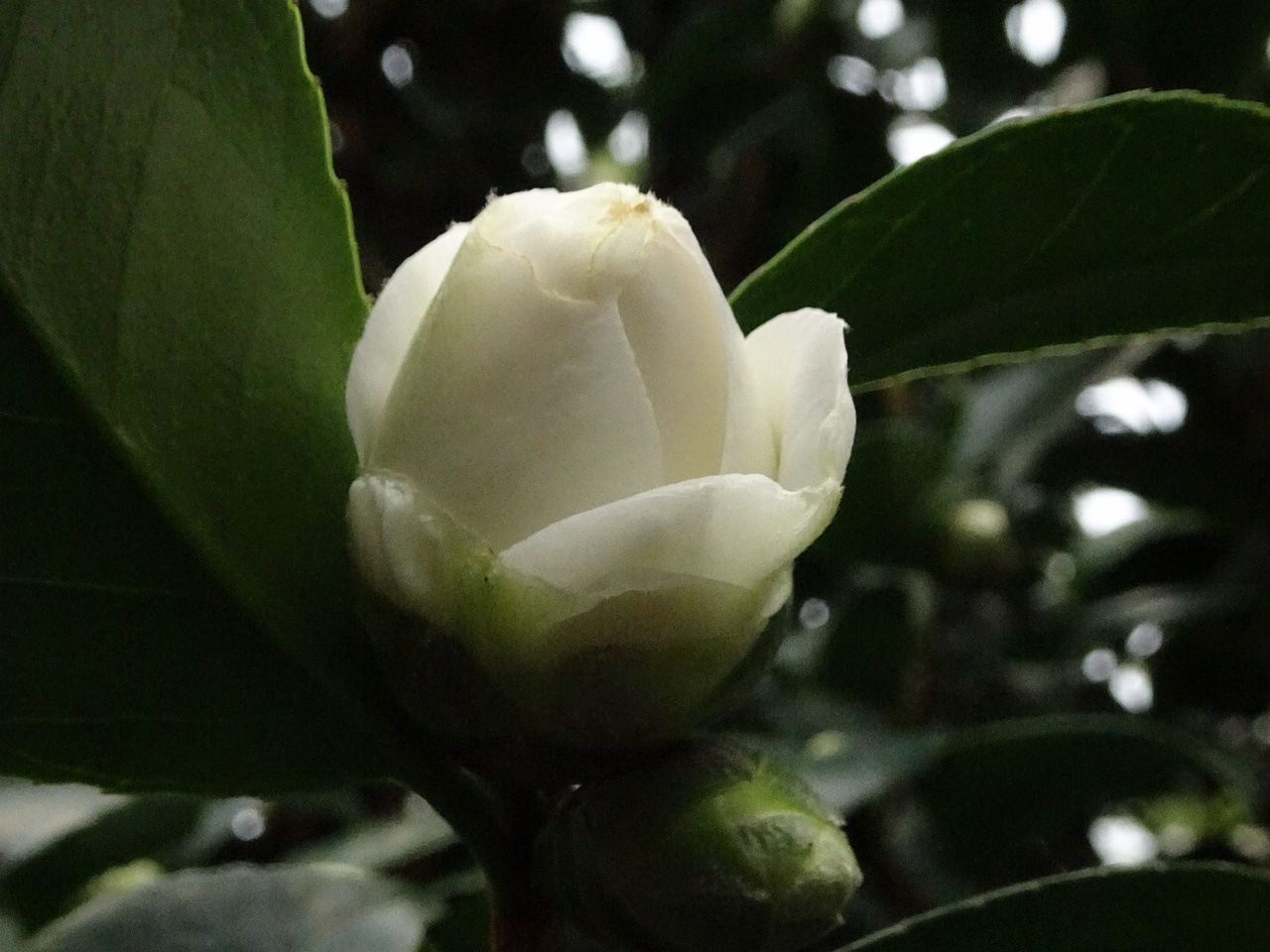 DSC04591