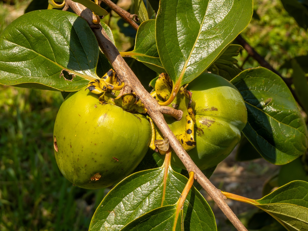 !Diospyros kaki _2025-08-20_1-5