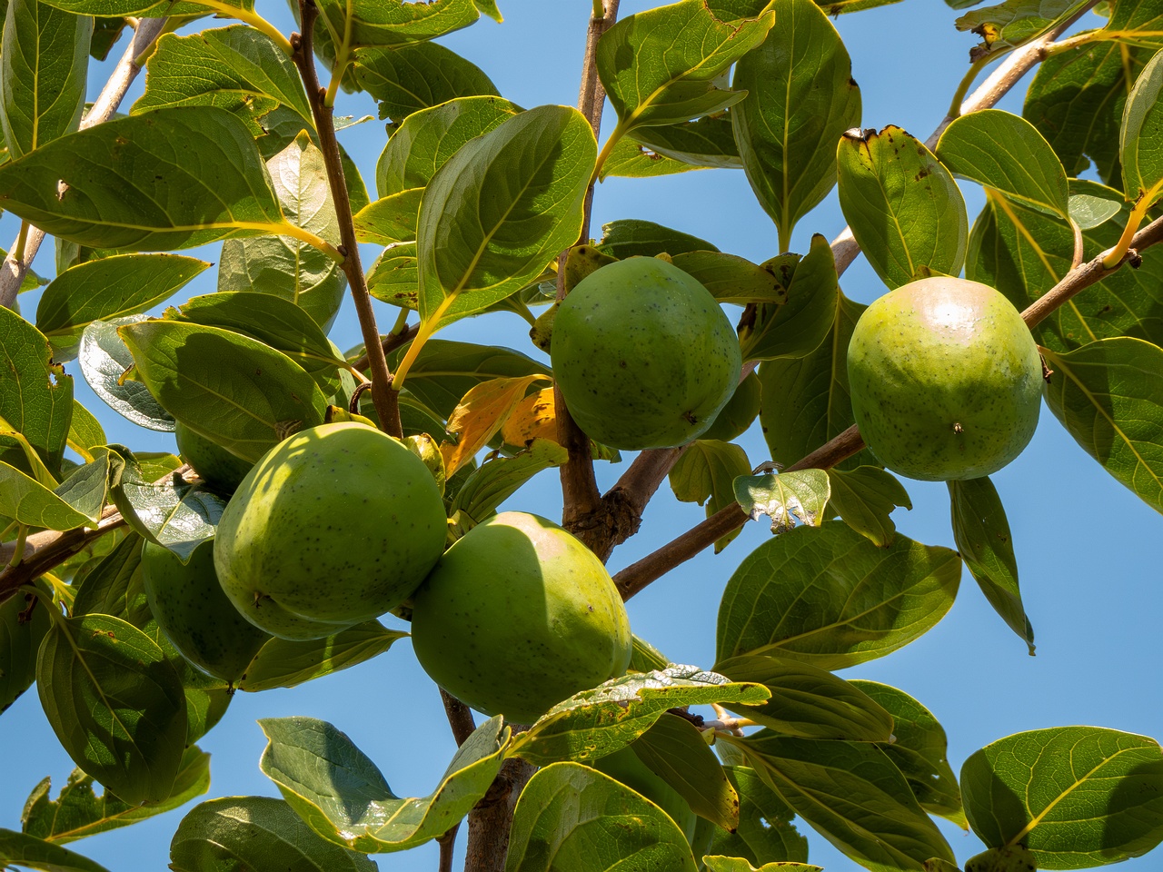 Diospyros kaki _2025-08-20_1-1