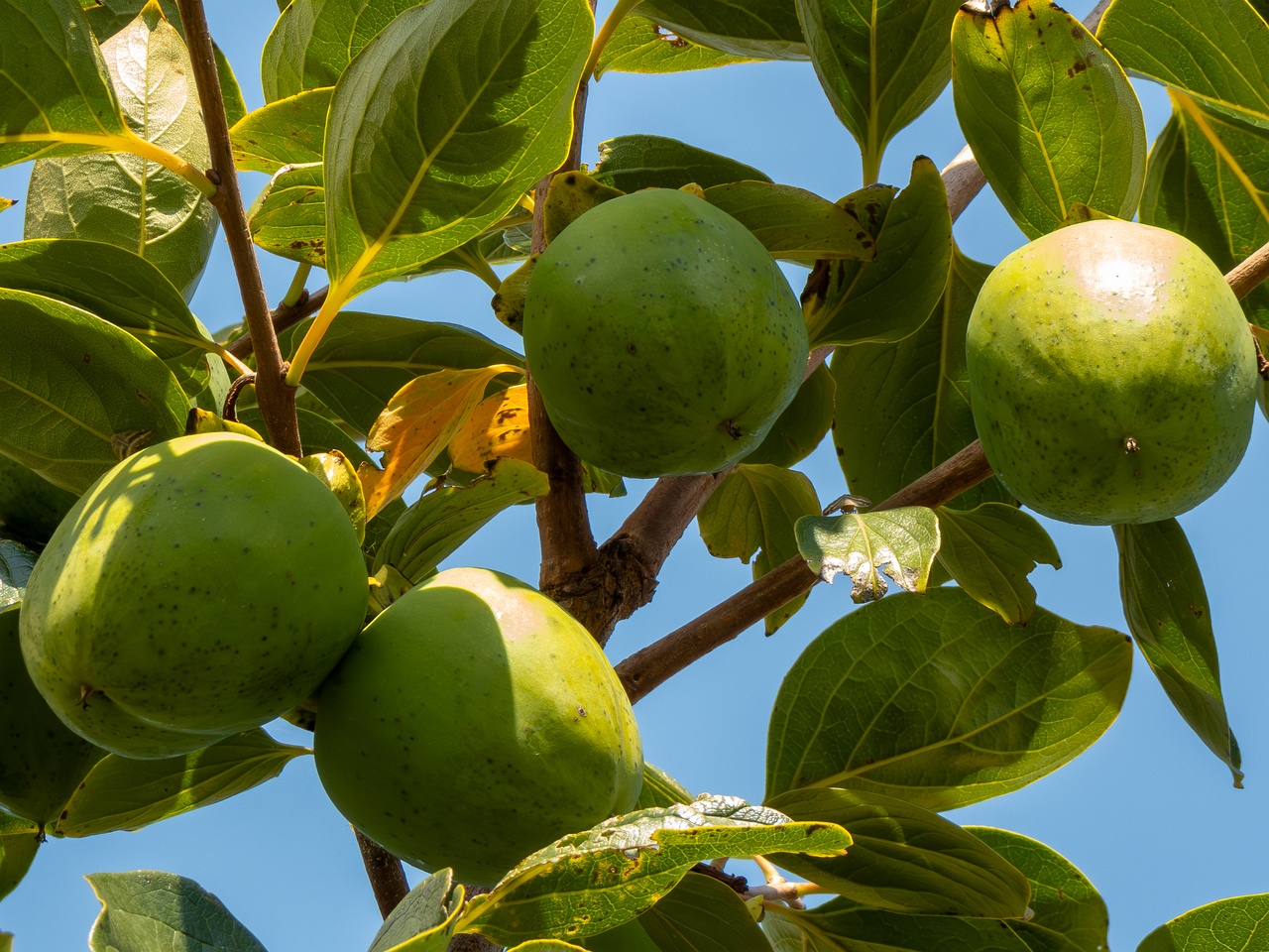 Diospyros kaki _2025-08-20_1-2