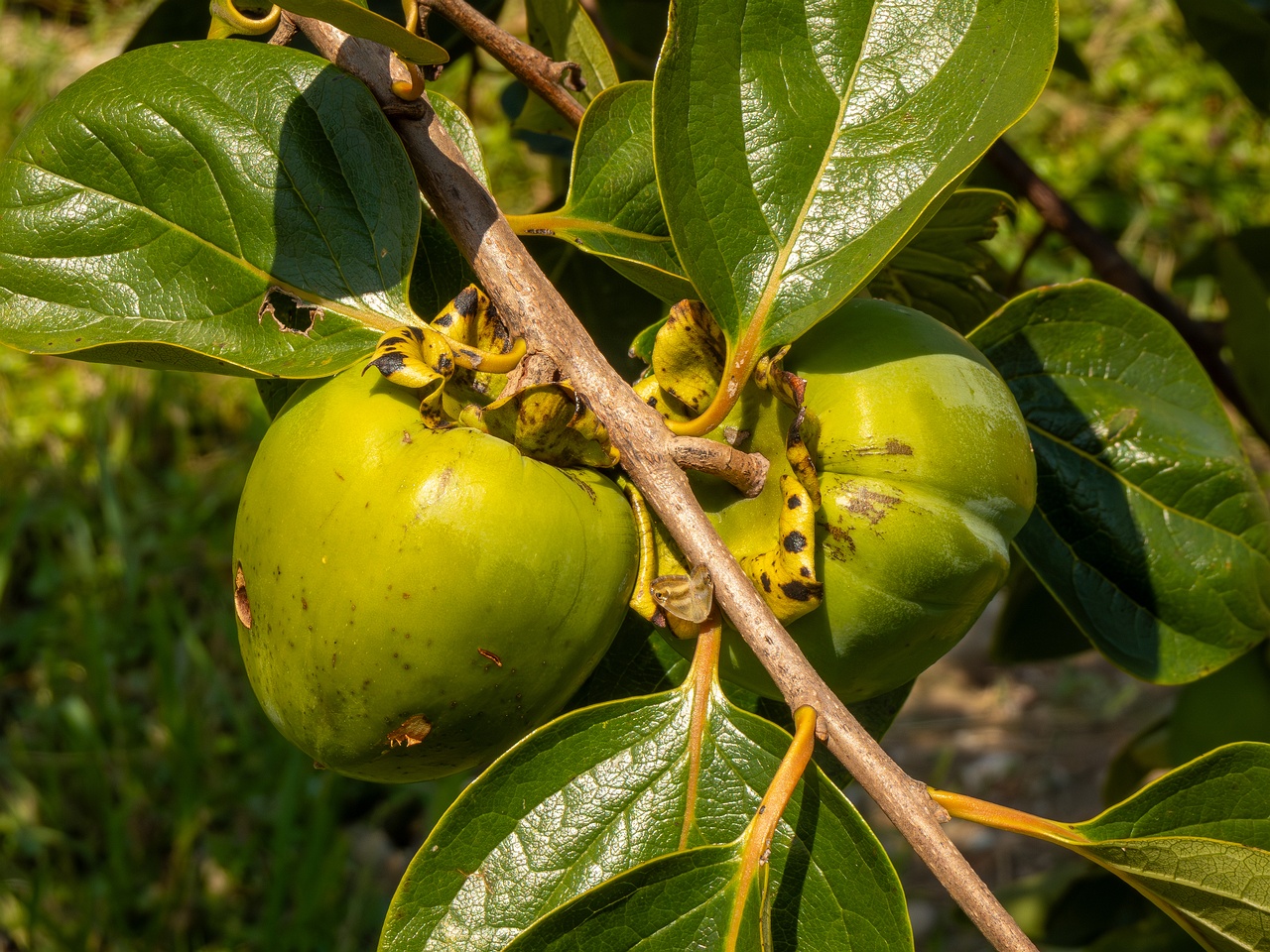 Diospyros kaki _2025-08-20_1-3