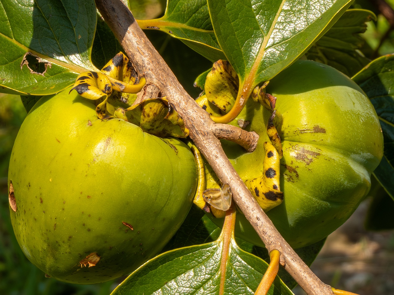 Diospyros kaki _2025-08-20_1-4